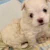MALTESE FEMALE - ONLY ONE LEFT - CKC REGISTERED photo 4