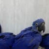 Hyacinth Macaw & Blue and Gold and Camelot macaws for sale photo 1