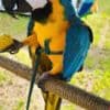 Hyacinth Macaw & Blue and Gold and Camelot macaws for sale photo 2