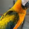 Hyacinth Macaw & Blue and Gold and Camelot macaws for sale photo 3
