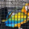 Camelot Macaws for sale photo 1
