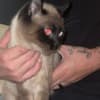 Make Siamese Kitten photo 1