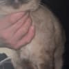 Make Siamese Kitten photo 2