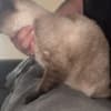 Make Siamese Kitten photo 3