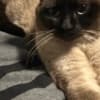 Make Siamese Kitten photo 4