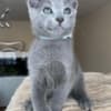 Russian Blue kitten For Sale photo 1
