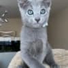 Russian Blue kitten For Sale photo 2