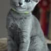 Russian Blue kitten For Sale photo 3