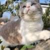 British Shorthair Kitten For Sale photo 1