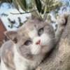 British Shorthair Kitten For Sale photo 2