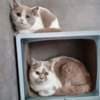 British Shorthair Kitten For Sale photo 3