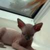 Pink female Spynx cat photo 1