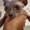Pink female Spynx cat photo 2