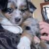 Mini Australian shepherd puppies photo 2