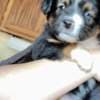 Mini Australian shepherd puppies photo 3