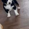 Mini Australian shepherd puppies photo 4