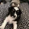 Mini Australian shepherd puppies photo 5