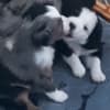Mini Australian shepherd puppies photo 6