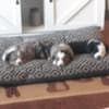 Mini Australian shepherd puppies photo 7