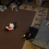 Mini Australian shepherd puppies photo 8