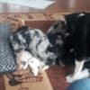 Mini Australian shepherd puppies photo 9