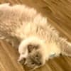 Pedigree Ragdoll  Blue seal colorpoint photo 1