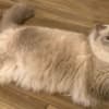 Pedigree Ragdoll  Blue seal colorpoint photo 2