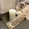 Pedigree Ragdoll  Blue seal colorpoint photo 3