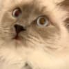 Pedigree Ragdoll  Blue seal colorpoint photo 4