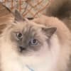 Pedigree Ragdoll  Blue seal colorpoint photo 5