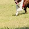Farm Dog photo 1