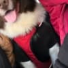 Farm Dog photo 2