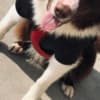 Farm Dog photo 4