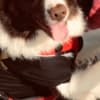 Farm Dog photo 6