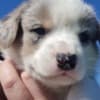 Puppies photo 1