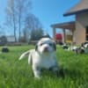 Puppies photo 2