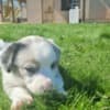 Puppies photo 4