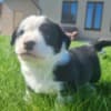 Puppies photo 5