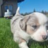 Puppies photo 9