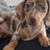 Mini Dachshund Puppies photo 1