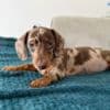 Mini Dachshund Puppies photo 2