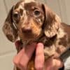 Mini Dachshund Puppies photo 3