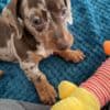 Mini Dachshund Puppies photo 4