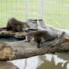 North American River Otters photo 1