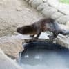 North American River Otters photo 2