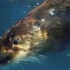 North American River Otters photo 3