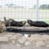 North American River Otters photo 4
