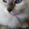 Ragdoll kittens for adoption photo 1