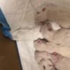 Ragdoll kittens for adoption photo 2