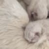 Ragdoll kittens for adoption photo 3